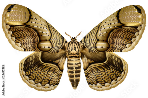 Huge Philippine Brahmin Moth (Brahmaea hearseyi, female) isolated on white background
