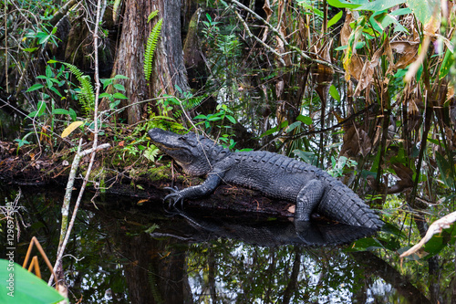 Alligator in Everglades, Florida