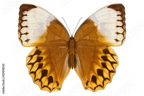 Jungle Queen, large white orange butterfly from Thailand (Stichophthalma louisa, upside) isolated on white background
