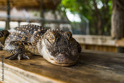 Alligator in the Everglades, FL