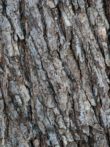 Fototapeta Naklejka Na Ścianę i Meble -  Pine bark with moss, texture, winter