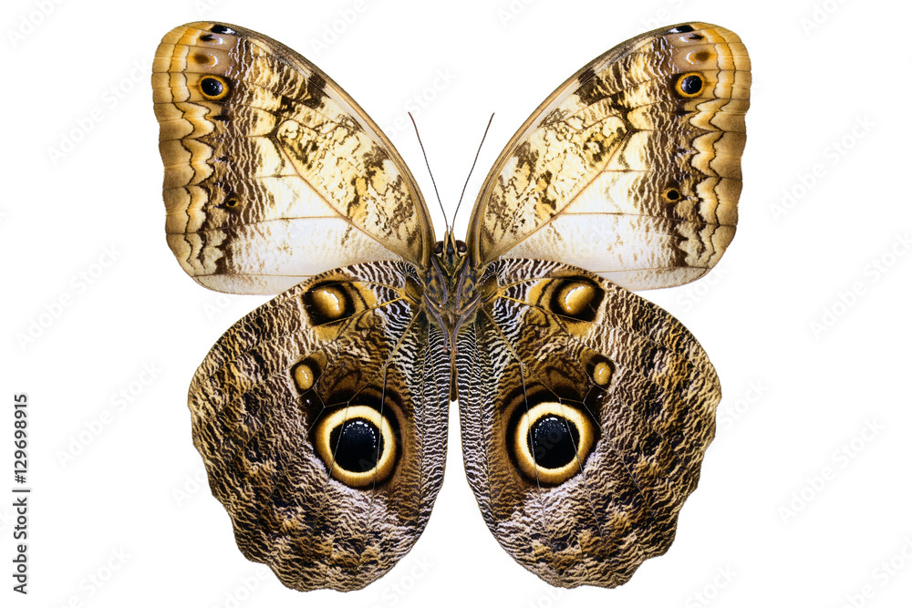 Giant Owl butterfly (Caligo memnon, male, underside) from Amazon rainforest  isolated on white background Photos | Adobe Stock