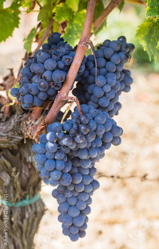 Ripe Brunello grapes, Sangiovese, growing on vine 
