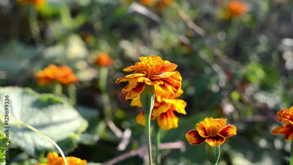 orange flower calendula on green nature background orange flower calendula on green nature background