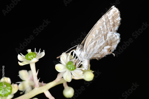 Farfalla - (cacyreus marshalli) photo