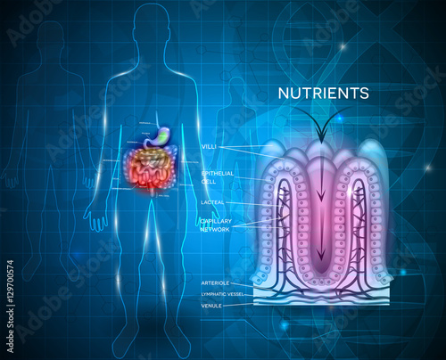 Intestinal lining anatomy and absorption of nutrients