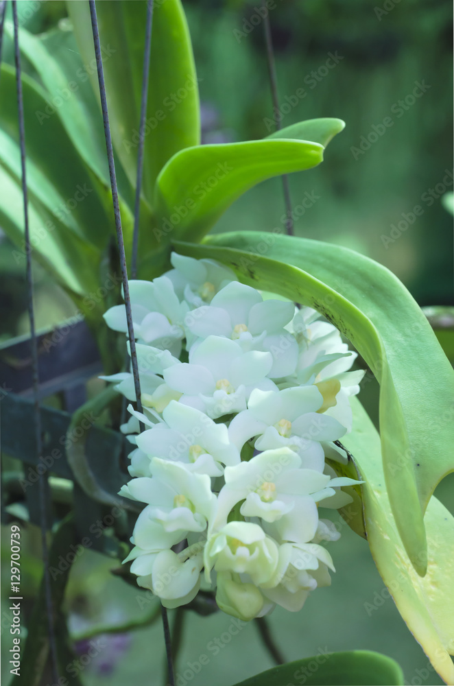 Fototapeta premium The beauty of orchids