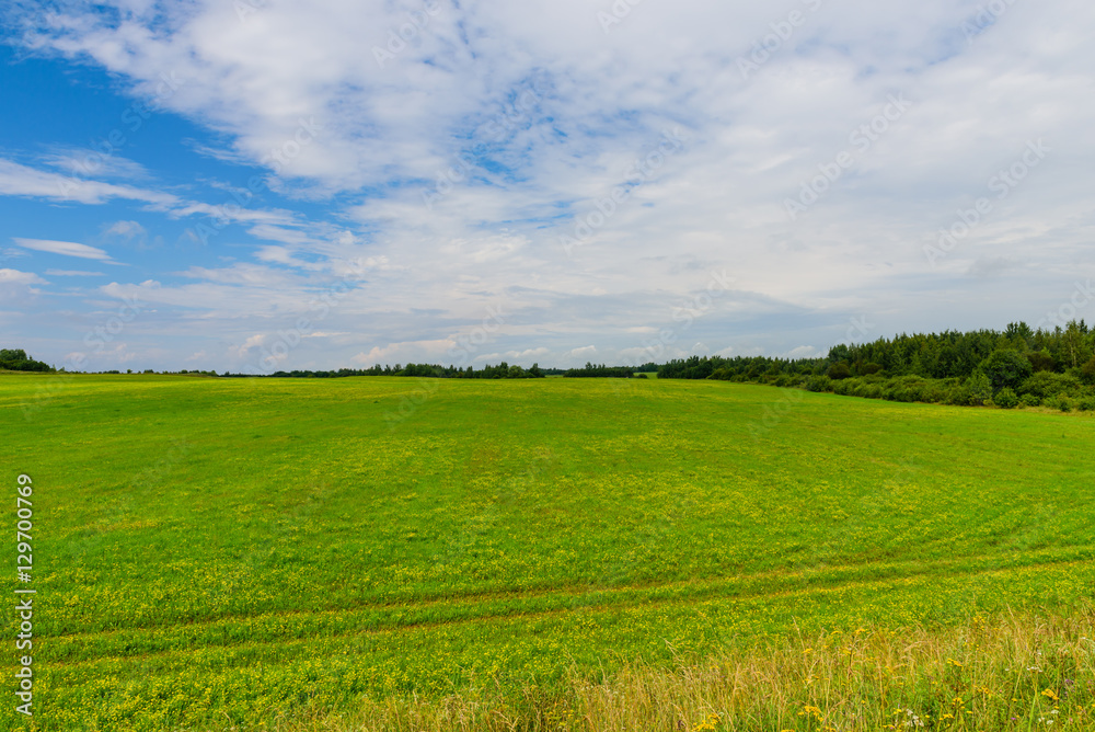 Beautiful green meadow in summer, a traditional Russian landscape, Pskov, Russia.