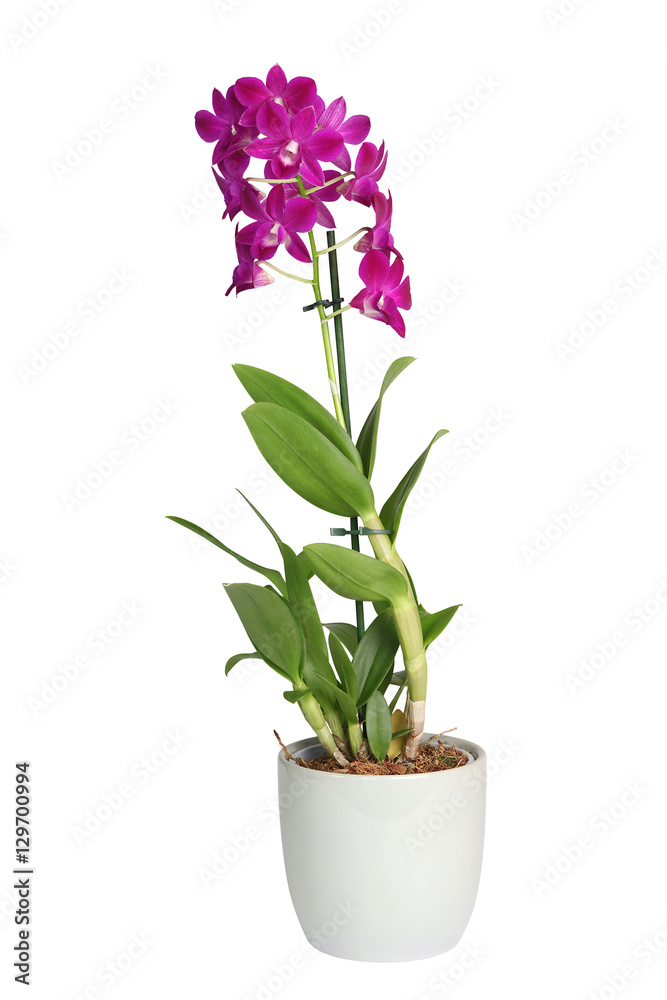 Orchidée Dendrobium