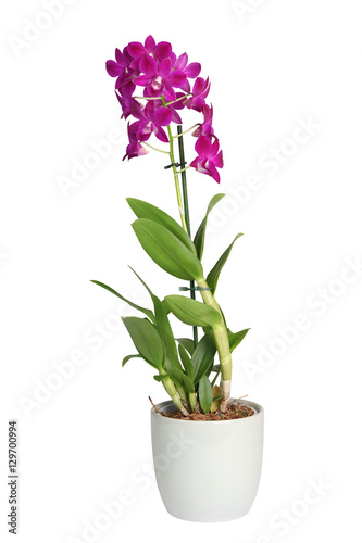 Orchid  e Dendrobium