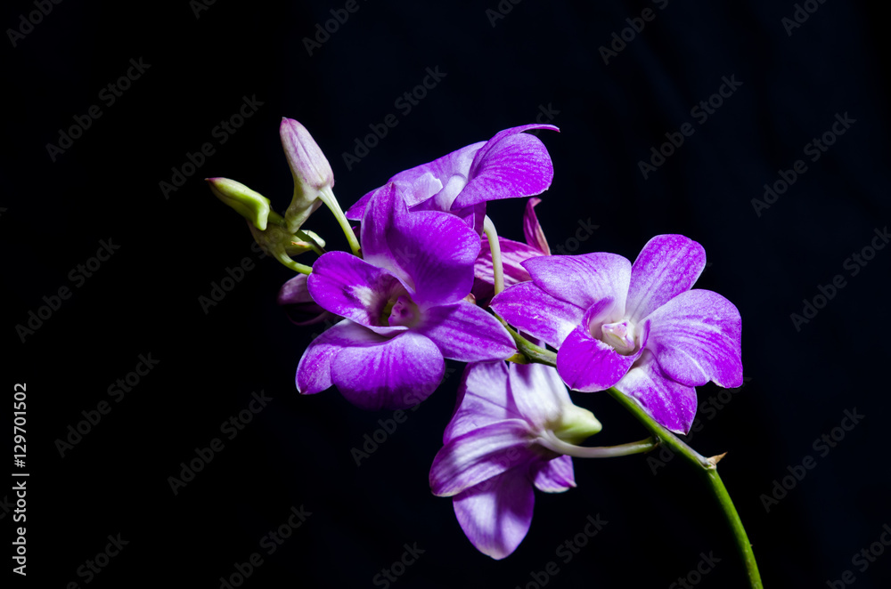 The Orchids Shape A Genetic Blueprint For Beauty - ffo8jvd