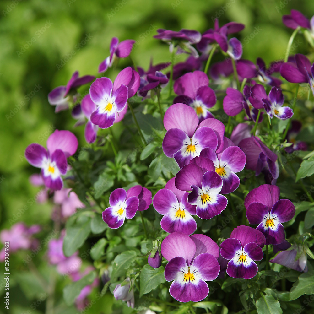 Fleurs de Viola cornuta Fleurs de Viola cornuta