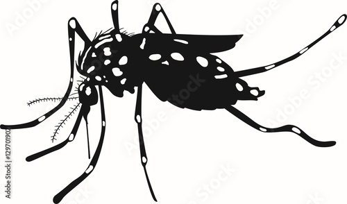 Aedes aegypti vector silhouette