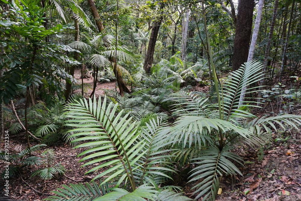 Obraz premium Palm trees growing in a forest of New Caledonia, Grande Terre island, south Pacific 