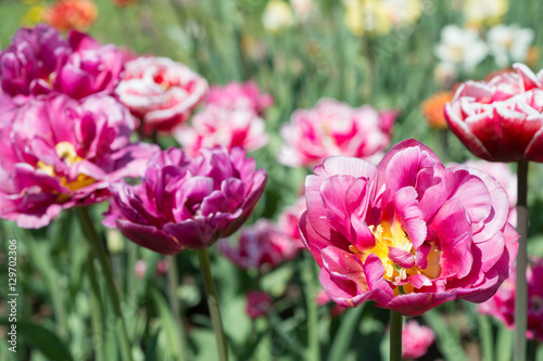 Flowers tulips in spring