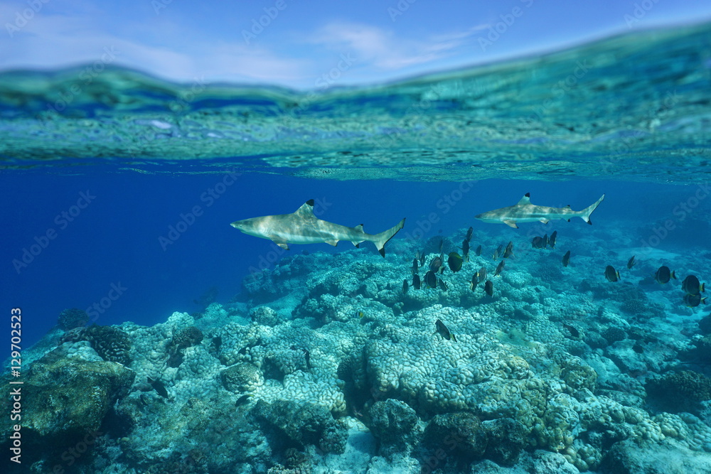 Underwater blacktip reef sharks with surgeonfish on the barrier reef and sky split by waterline, Rangiroa, Tuamotu, Pacific ocean, French Polynesia
