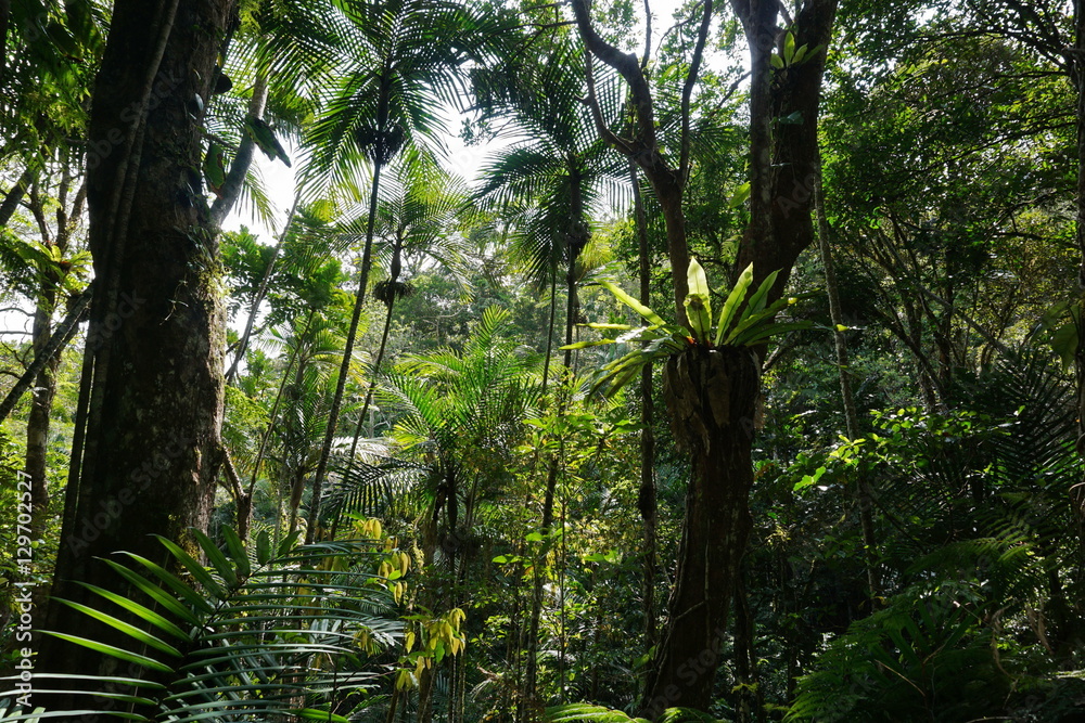 Obraz premium Roślinność w lesie Nowej Kaledonii, wyspa Grande Terre, południowy Pacyfik