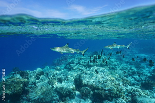 Underwater blacktip reef sharks with surgeonfish on the barrier reef and sky split by waterline, Rangiroa, Tuamotu, Pacific ocean, French Polynesia 