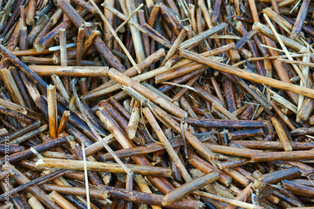 Dry stalks of reeds and cattails. Background of dry grass. Dry stalks of reeds and cattails. Background of dry grass.