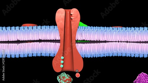Active Transport Human Cell