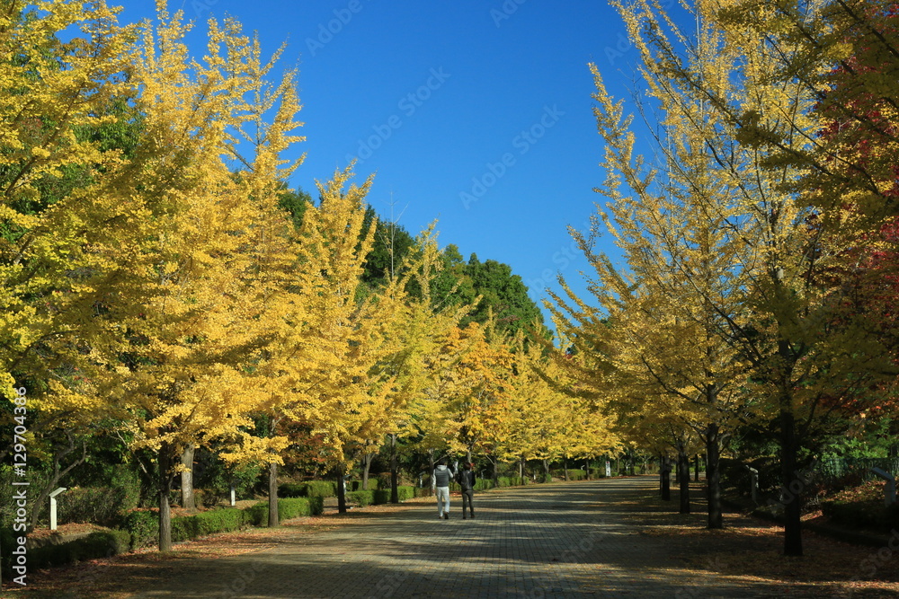 黄葉するイチョウの木