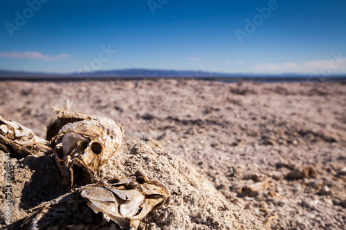 Dead fish at Salton Sea photo