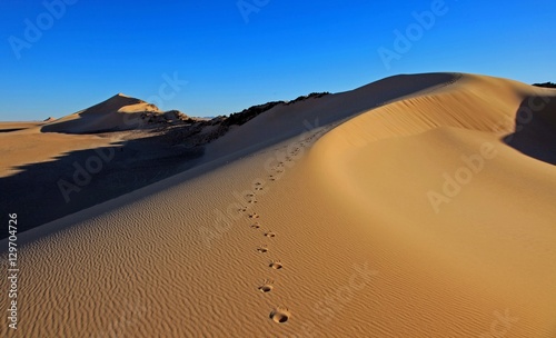 Beautiful sand dune in africa