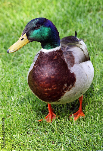Duck 5
