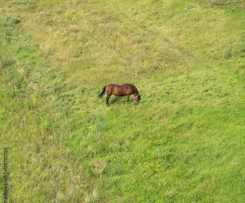 Fototapeta Naklejka Na Ścianę i Meble -  Horse on the meadow