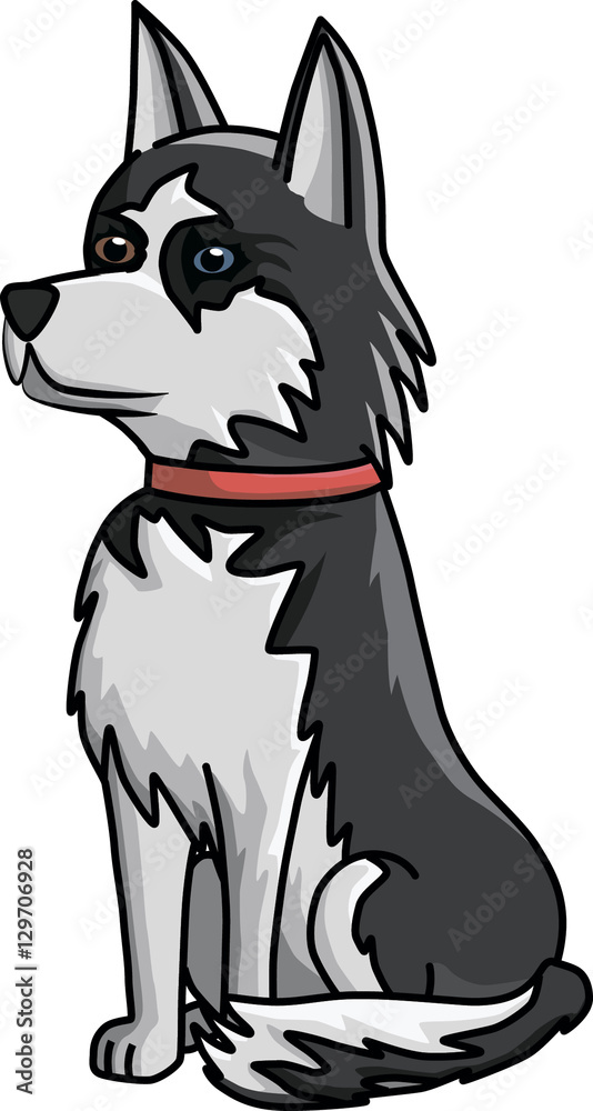husky dog