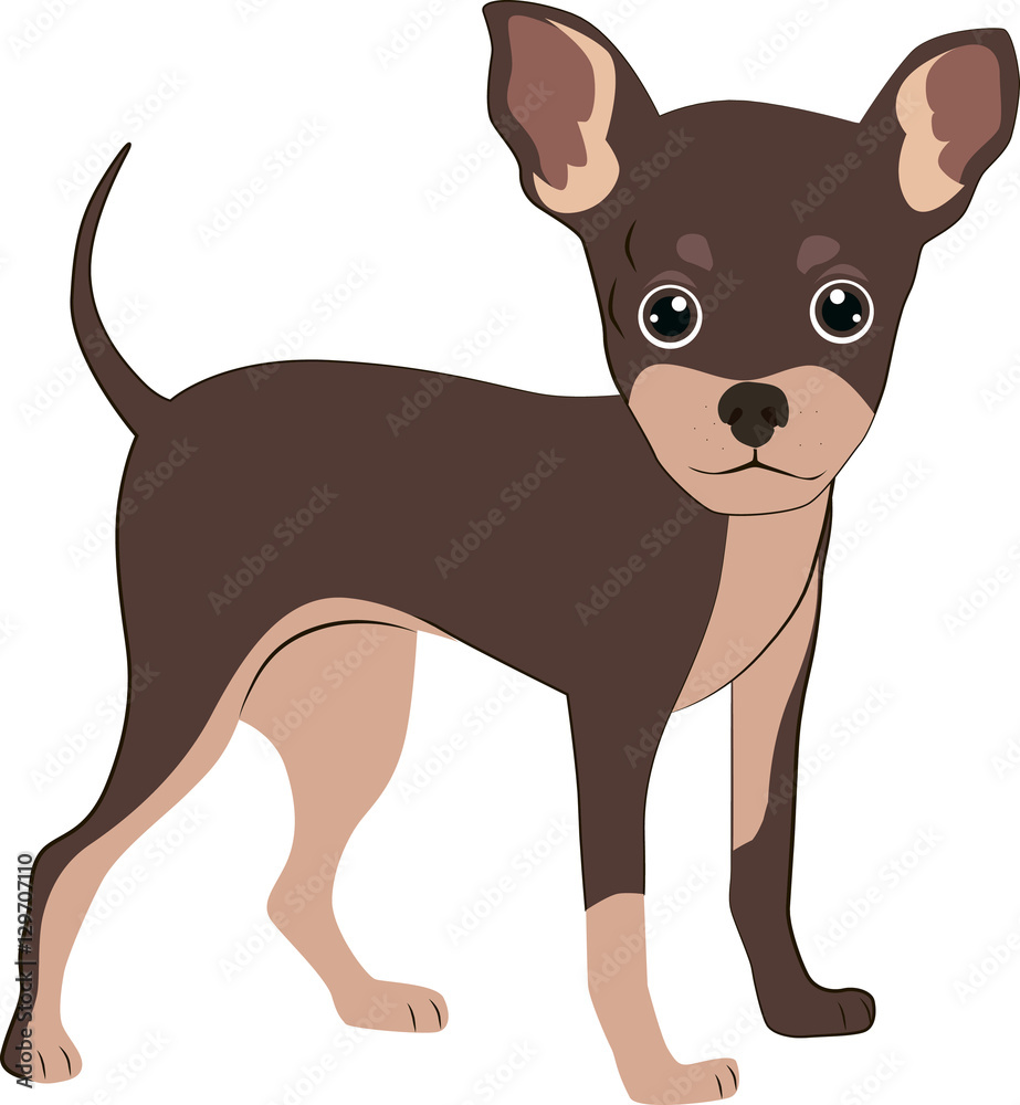 chihuahua dog