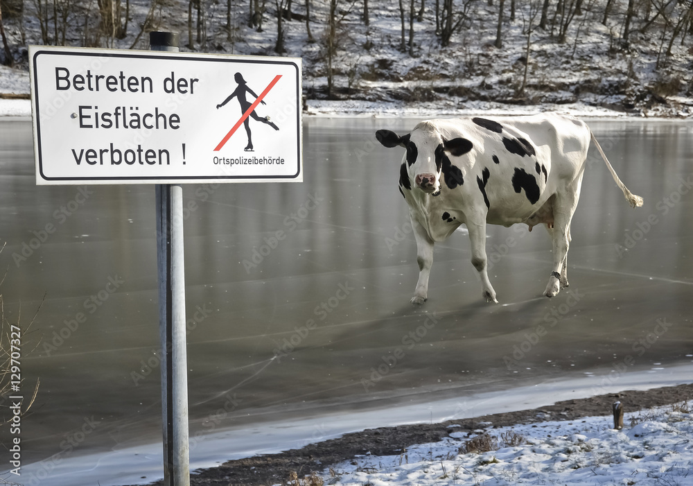 Die Kuh vom Eis holen StockFoto Adobe Stock