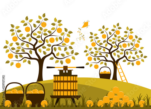 apple harvest