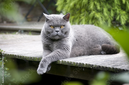 British blue short-haired cat photo