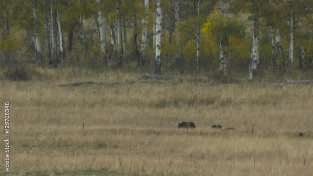 Mother Grizzly with Cubs Mother Grizzly with Cubs