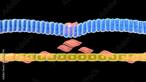 Endoderm and Mesoderm