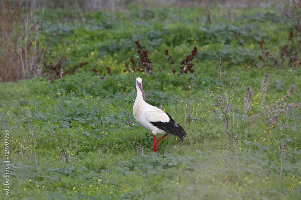 Obraz premium White stork (Ciconia ciconia) in a field in Donana, Andalusia, Spain