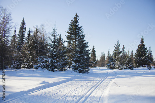 Trails in the forest. Winter landscape.