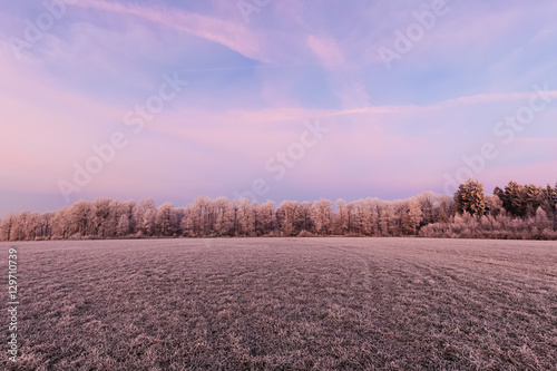 Frozen Morning Forest