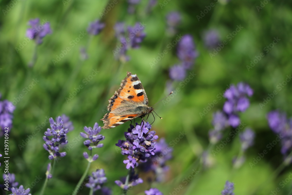 Aglais urticae Butterfly on lavender flower in summer in Sweden Aglais urticae Butterfly on lavender flower in summer in Sweden