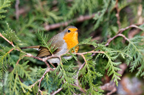 Robin (Erithacus rubecula)