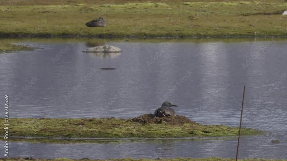 Red-Throated Diver on Nest in Pond Near Harbor 02 Red-Throated Diver on Nest in Pond Near Harbor 02