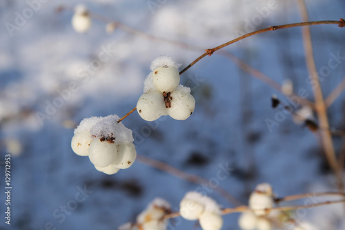 some white snowberries on the twig with snow in winter