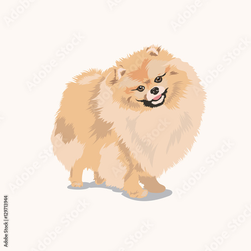 pomeranian dog