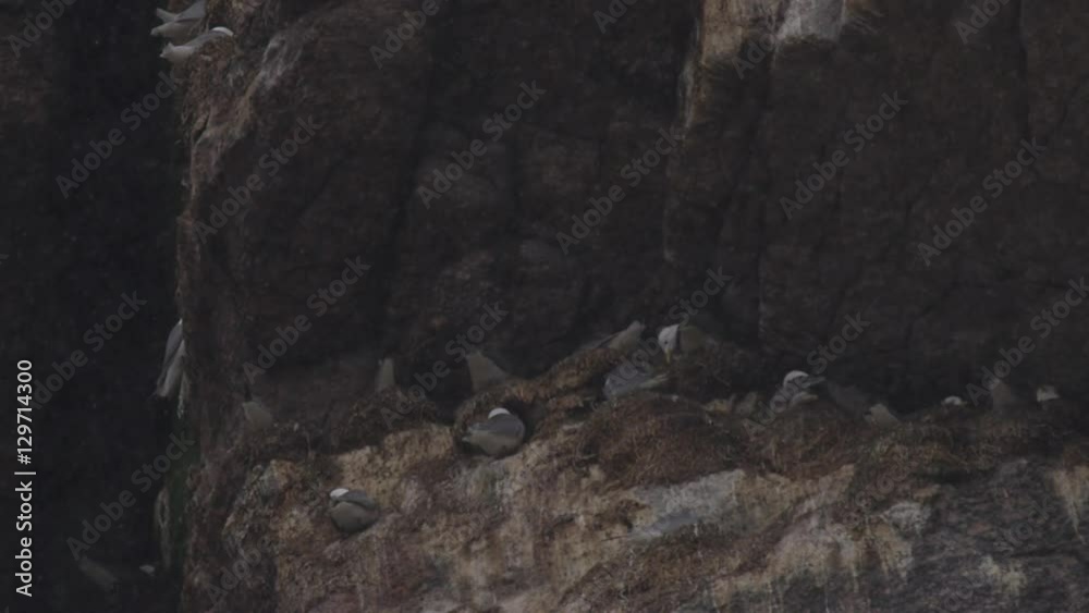 Slow motion - gulls nesting in bird cliff on snowy day