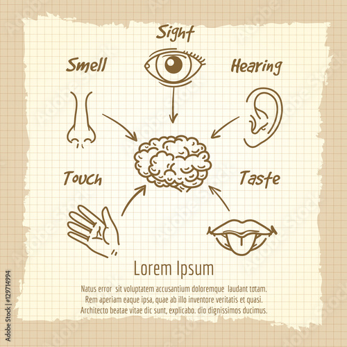 Human sense organs synopsis vintage poster design. Vector illustration