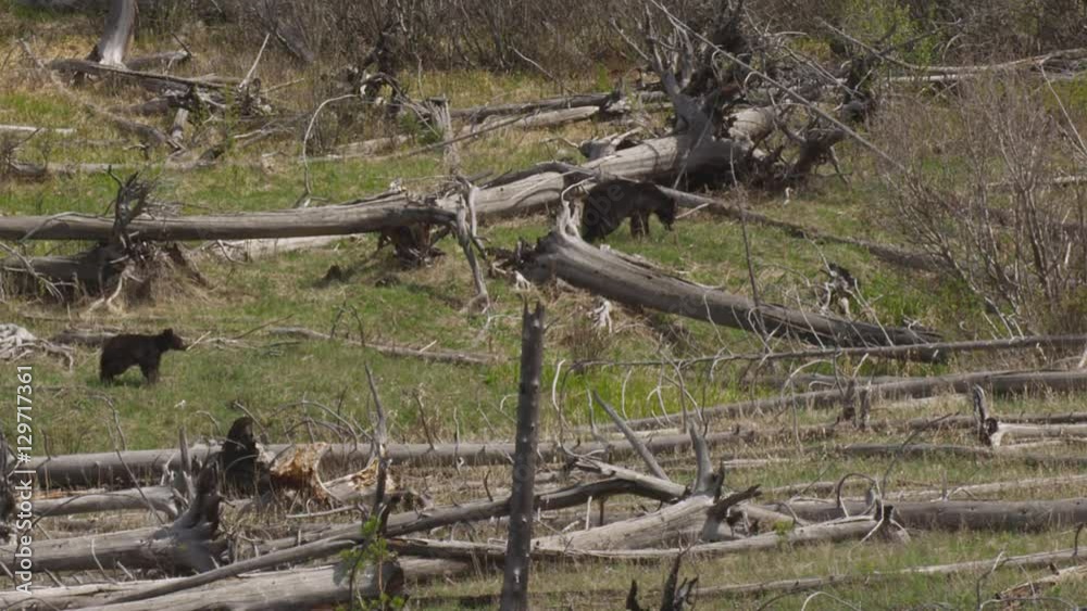 Family of black bears in stand of dead trees in Yellowstone Family of black bears in stand of dead trees in Yellowstone