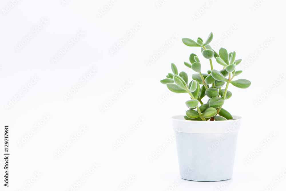 A succulent plant potted