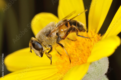 Sirfido - (Eristalis  tenax) photo