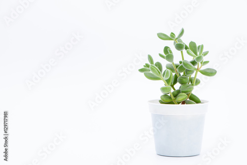 Fotografiet A succulent plant potted